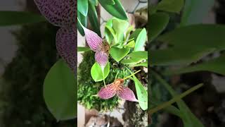 Моя королева masdevallia decumana орхидеи orchids orchidslover [upl. by Westland]