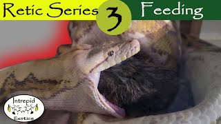 🟢Reticulated Python Diet and Feeding [upl. by Zennie640]