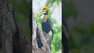 Knobbed hornbill Bird 🐦 [upl. by Cy502]