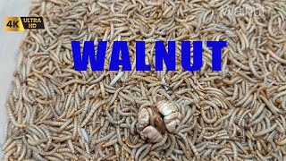 ‌Walnut Vs Mealworms  Mealworms Time lapse [upl. by Nabla]