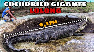 LOLONG  El Cocodrilo Gigante que causó Terror por su Descomunal Tamaño [upl. by Regine]