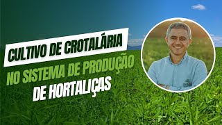 Cultivo de Crotalária no sistema de produção de hortaliças [upl. by Sotsirhc678]