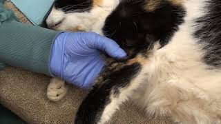 Elbow luxation reduction for veterinarians [upl. by Ardnuyek]