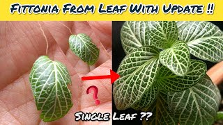 Fittonia Plant From Single Leaf With Result  Fittonia Propagation With Update [upl. by Esther]