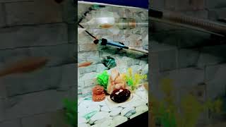 Pollar blue parrot fish female aggressive for food [upl. by Tjon]