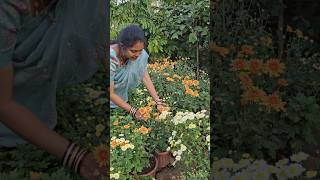 Chrysanthemum flowers చామంతి పువ్వులు Chrysanthemum chamanthi mygarden gardening shortvideo [upl. by Gussman]