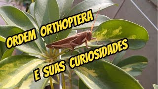 ORDEM ORTHOPTERA E SUAS CURIOSIDADES [upl. by Simara707]