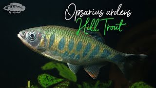 Underwater Biotope Video Opsarius ardens  Western Ghat Hill Trout  aquariumfish [upl. by Sadye]