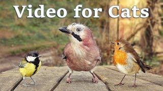 Videos for Cats to Watch  8 Hour Birds Bonanza  Cat TV Bird Watch [upl. by Elbring5]