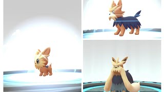 FINALLY the Full Evolution 🧬 of Lillipup 🧬 to 🧬 Herdier 🧬 to 🧬 Stoutland 🧬 awesome pokemon pogo [upl. by Rosenberg909]