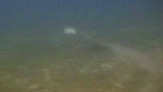 Dugongo e tartarughe Abu Dabab  Marsa Alam parte 2 [upl. by Thunell232]