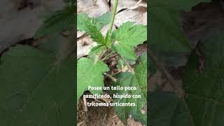 Malva peluda o mano de muerto medicinal y ornamental Malachra fasciata plantas malvaceae [upl. by Manoff882]