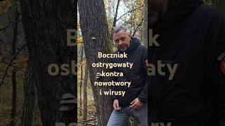 Smaczny i leczniczy boczniak ostrygowaty grzyby lifestyle [upl. by Veriee170]