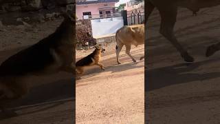 German shephard ki harkato se paresan hokar maza chakhaya countrytellers [upl. by Jez]