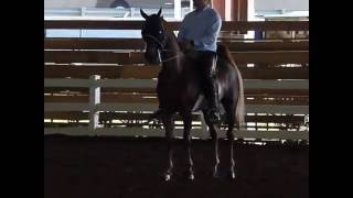 American Saddlebred horse in stretchies Slow Motion [upl. by Yecrad]