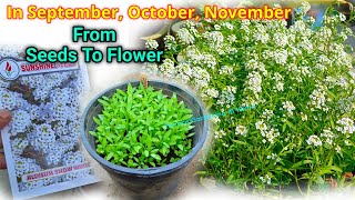 Alyssum Plant From Seeds To Flower Update  Alyssum Plant From Seeds How To Grow [upl. by Nonac]