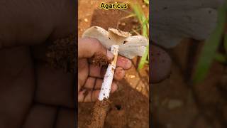 Agaricus mushroom 🍄 తింటే లాభాలుAgaricaceae Health benefits ethnobotany [upl. by Hainahpez]