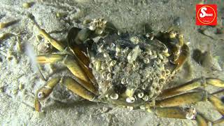 Gaint crab with barnacles  wild animals [upl. by Williamson]