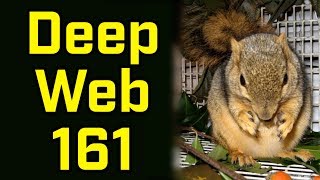 SQUIRREL FORTUNE TELLER  Deep Web Browsing 161 [upl. by Meadow]