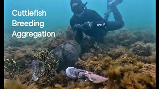 Cuttlefish Breeding Aggregation Spencer Gulf  Adelaide Freedive Tribe [upl. by Ydissac]