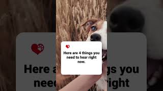 Grieving the Loss of a Dog What You Need to Hear Right Now See Full Video in Desc [upl. by Jacquenetta916]