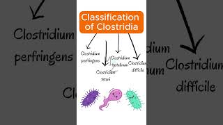 Classification of clostridia clostridium bacteriology [upl. by Outlaw]