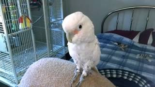 One Crazy Goffin Cockatoo shes Sweet [upl. by Dahsraf683]