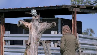 Schnecken 03 Der Tod steckt in der Gabel fest [upl. by Rusel]