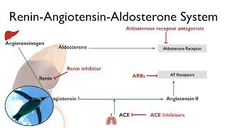 ReninAngiotensinAldosterone System The RAAS [upl. by Marek]