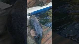 Cute Seal in water 🤣😍🤩🥰cute seal sealions funny cutebaby cuteanimals fypシ゚viral fyp [upl. by Anailil]