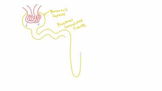 Meet the Nephron of the Kidney  AnatomyStructure [upl. by Becca]