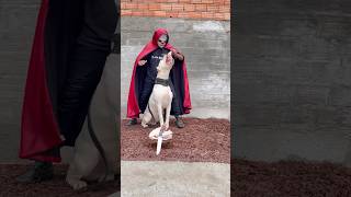 dogoargentino youtubeshorts [upl. by Ahsilac]