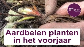 Stadstuinieren  Aardbeien planten  Zo doe je dat moestuin [upl. by Naejamron246]