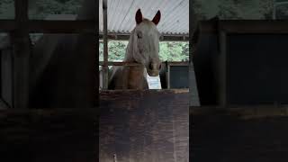 I Was 20 Minutes Late For Breakfast horses farm country life impatient [upl. by Izy]