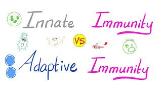 Innate Immunity vs Adaptive Immunity  Complement System  Physiology Lectures Series [upl. by Aissila]