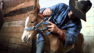 Foal Halter Training [upl. by Velick]