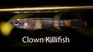 Rocket or Clown Killifish Great for a Nano [upl. by Weisburgh]