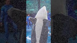 Dawn Brancheau SeaWorld Trainer Killed By a Whale [upl. by Elberfeld976]