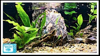 Planted 50 Gallon Low Boy Fish Tank Our Best Aquascape Ever [upl. by Milty]