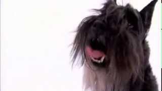 dogs 101  miniature schnauzer [upl. by Ceporah]