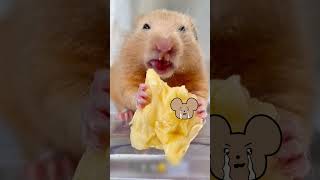 This hamster has maxiumum rizz [upl. by Hubert]