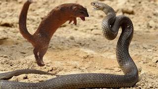 The Most Brutal Fight Cobra vs Mongoose [upl. by Kerwin]