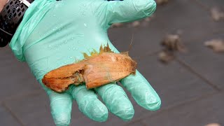 Heres What Happens When A Dog Swallows A Mango Whole  Dr Jeff Rocky Mountain Vet [upl. by Niamrej]