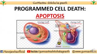 APOPTOSIS  PROGRAMMED CELL DEATH  CELL BIOLOGY [upl. by Vada667]