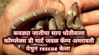 Lycodon Aulicus Snake Rescue In Dohtivala Complex Near Dmart Camp Amravati [upl. by Nillad]