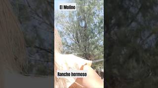 El Molino Rancho hermoso shortviral shortvideo fypシ゚viral fyp trending [upl. by Ailicec]