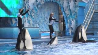 Sea World Shamu Show with Dawn Brancheau 3 days before she was killed by an orca [upl. by Anihsak]