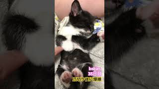 【猫動画】仔猫生後35日 子猫の可愛さ爆発 [upl. by Nnylyma333]