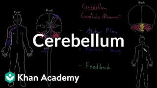 Cerebellum  Organ Systems  MCAT  Khan Academy [upl. by Lexine]