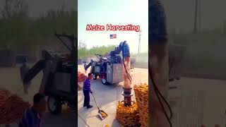 Maize Harvest ytfeed ytvideo trending viralshorts farming [upl. by Ameg524]